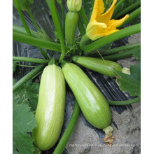 HSQ05 Diany grün F1 Hybrid Squash / Zucchini Samen